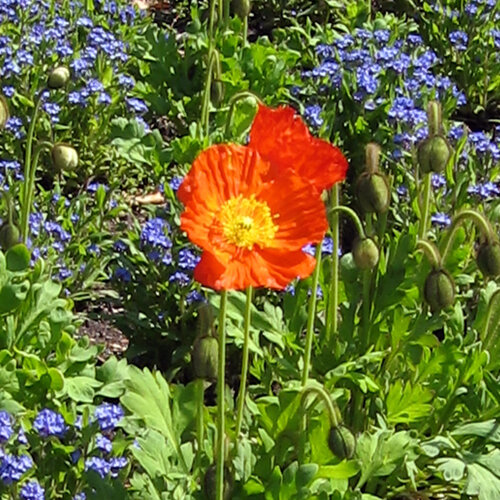 Iceland poppy (Papaver nudicaule) with an orange flower in front of blue spring flowers