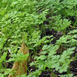 Young chervil with finely divided leaves in the bed