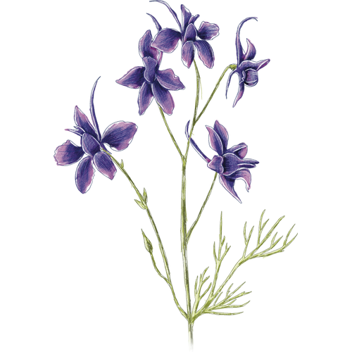 Larkspur
