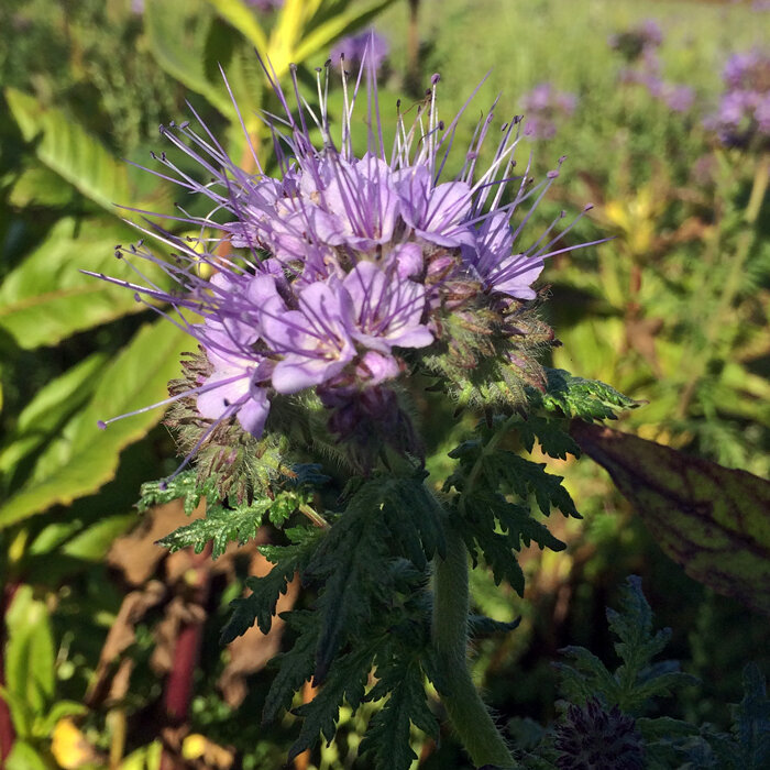 Pale purple flower of phacelia (Phacelia tanacetifolia), a green manure plant