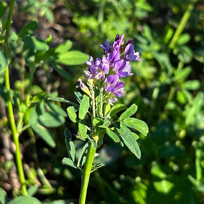 Purple flower cluster of a green manure plant