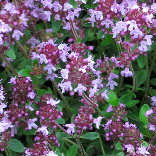 Flowering thyme with pale lilac flowers