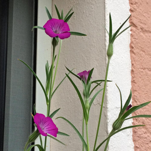 Corncockle with magenta flowers and narrow leaves against a house wall