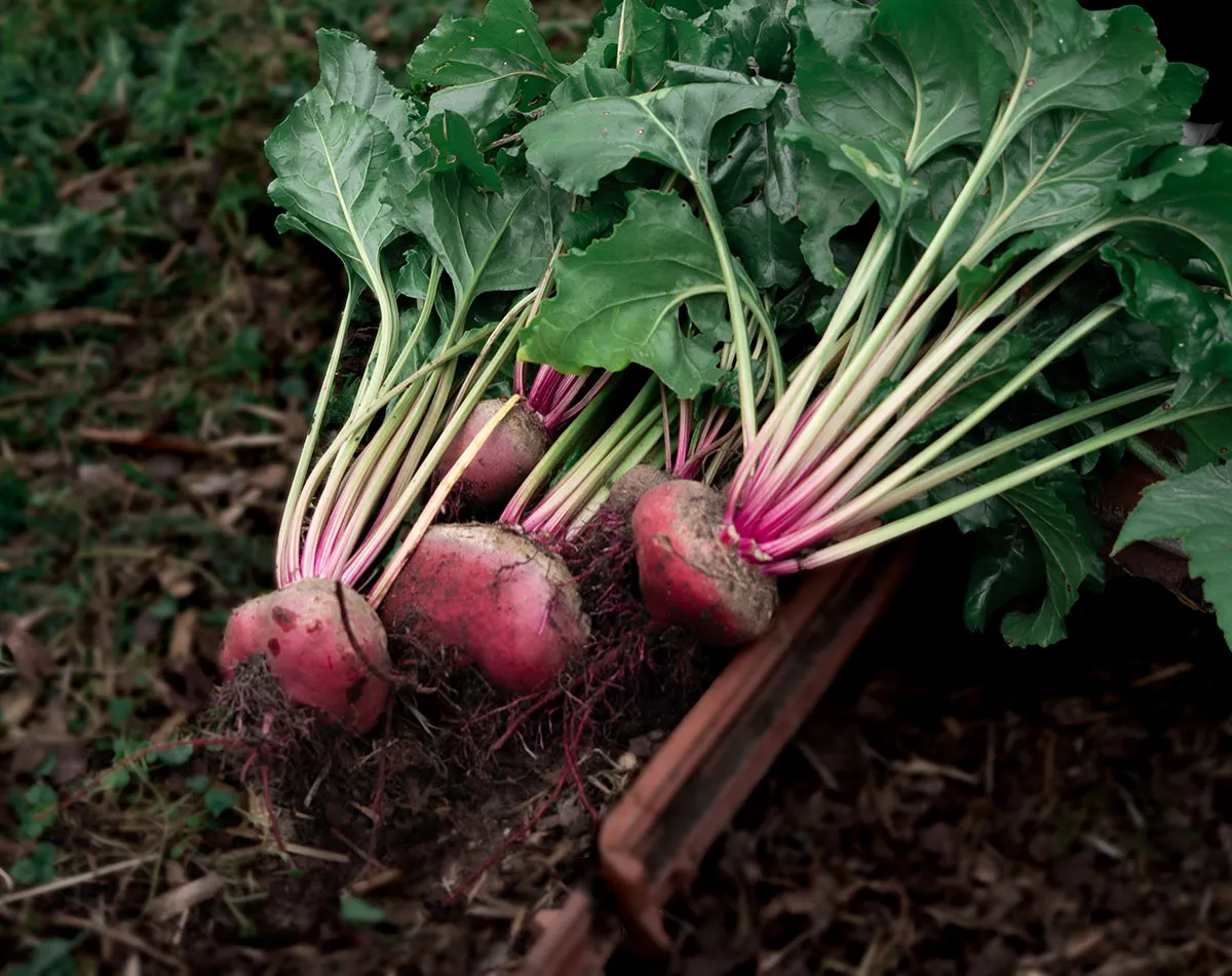 Carrots & Root Veggies