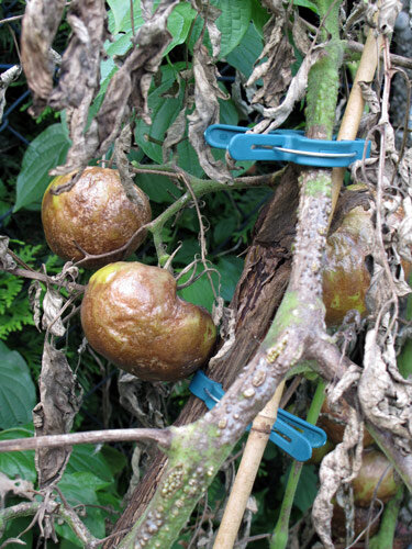 Severe late blight infection on tomatoes