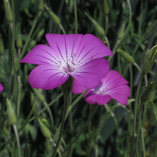 Common corn-cockle (Agrostemma githago) with purple-pink, dark-veined flowers