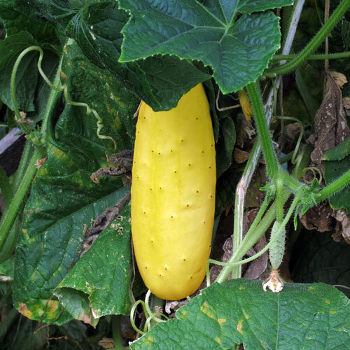 Ripe yellow cucumber hanging on the plant among large leaves