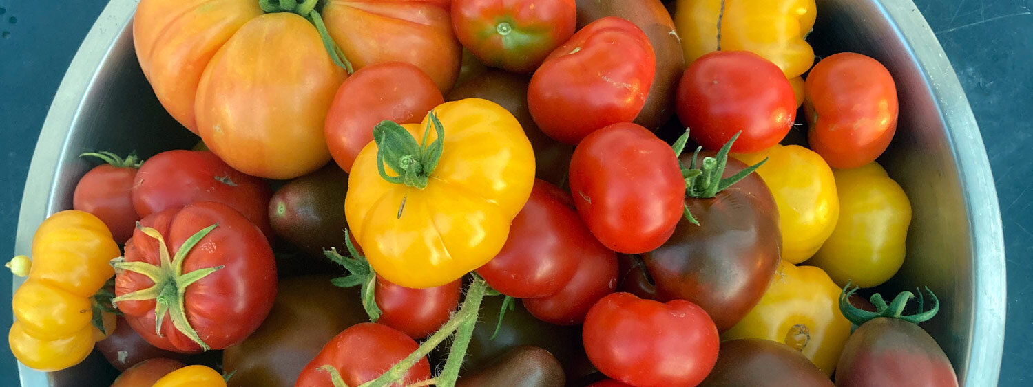 Freshly harvested colourful tomatoes