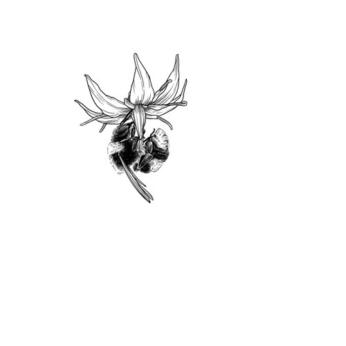 Drawing: bumblebee pollinating a flower
