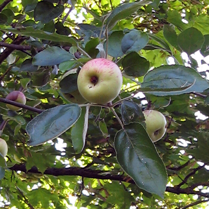 Apple tree with yellowish red apples among dense foliage