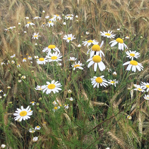 Flowering chamomile among ripening cereal at the edge of a field