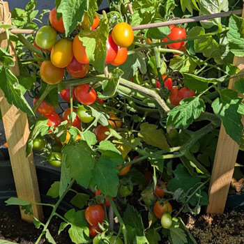 Plum cherry tomato 'Principe Borghese' (Solanum lycopersicum) with ripening red and orange fruits