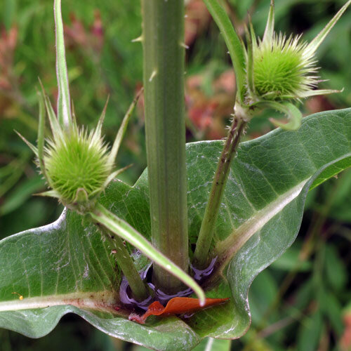 Water basins in the leaf axils of the wild teasel