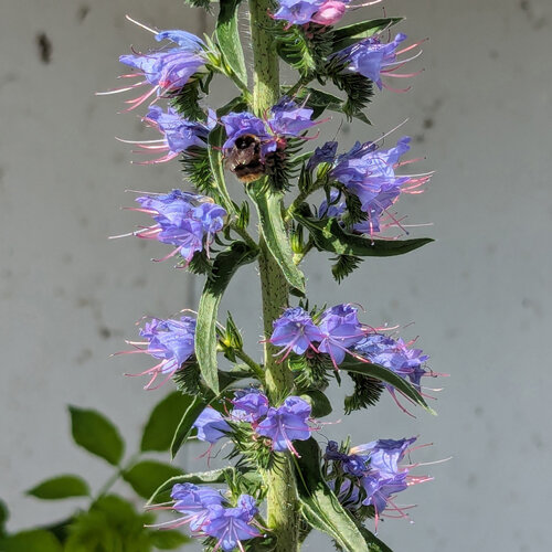 Violet-blue flowers of viper's bugloss (Echium vulgare) with a bumblebee