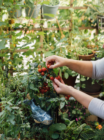 Hands picking cherry tomatoes among herbs and pots arranged on several levels