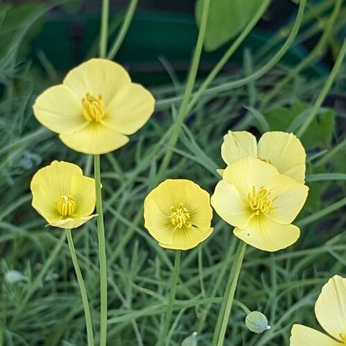 California poppy with pale yellow flowers and fine blue-green foliage