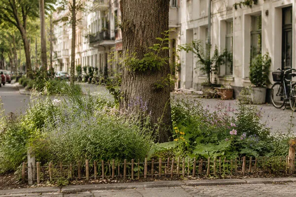 Planted tree pit on a city street