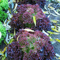 Red and green loose-leaf lettuce with frilly leaves in the bed