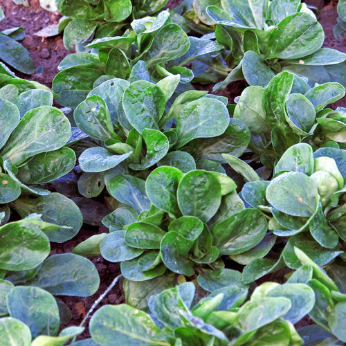 Lamb's lettuce growing in rows in a garden bed
