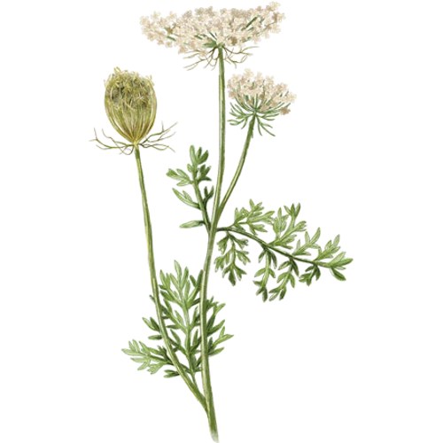 Wild Carrot