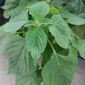 Young Mexican chia plant (Salvia hispanica) with serrated leaves
