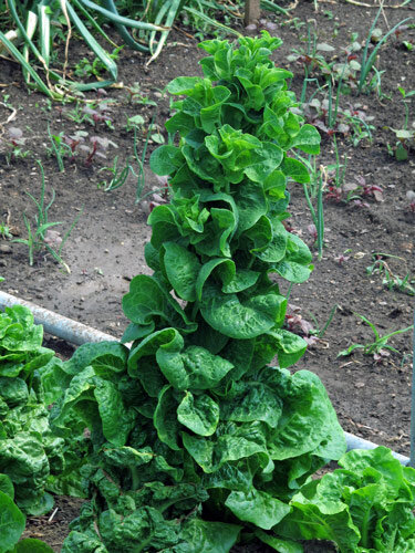 Lettuce that has started bolting