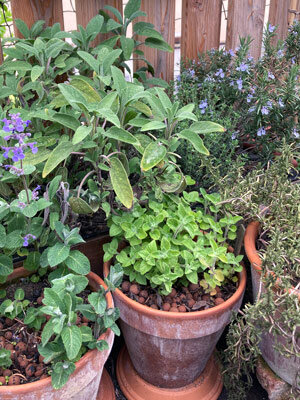 Herbs in classic terracotta pots on a balcony in front of a wooden fence