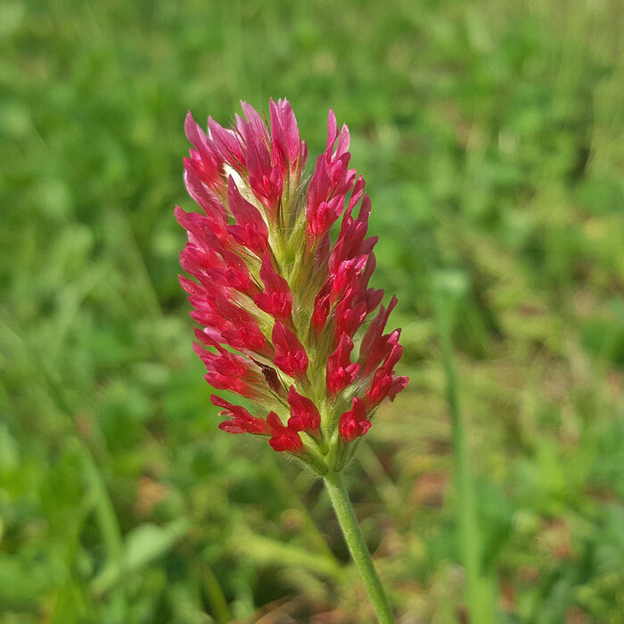Crimson clover (Trifolium incarnatum) with a bright red, elongated flower head