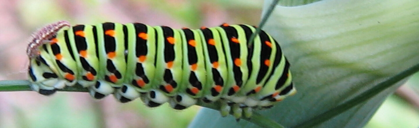 Green and black striped swallowtail caterpillar with orange spots on a stem