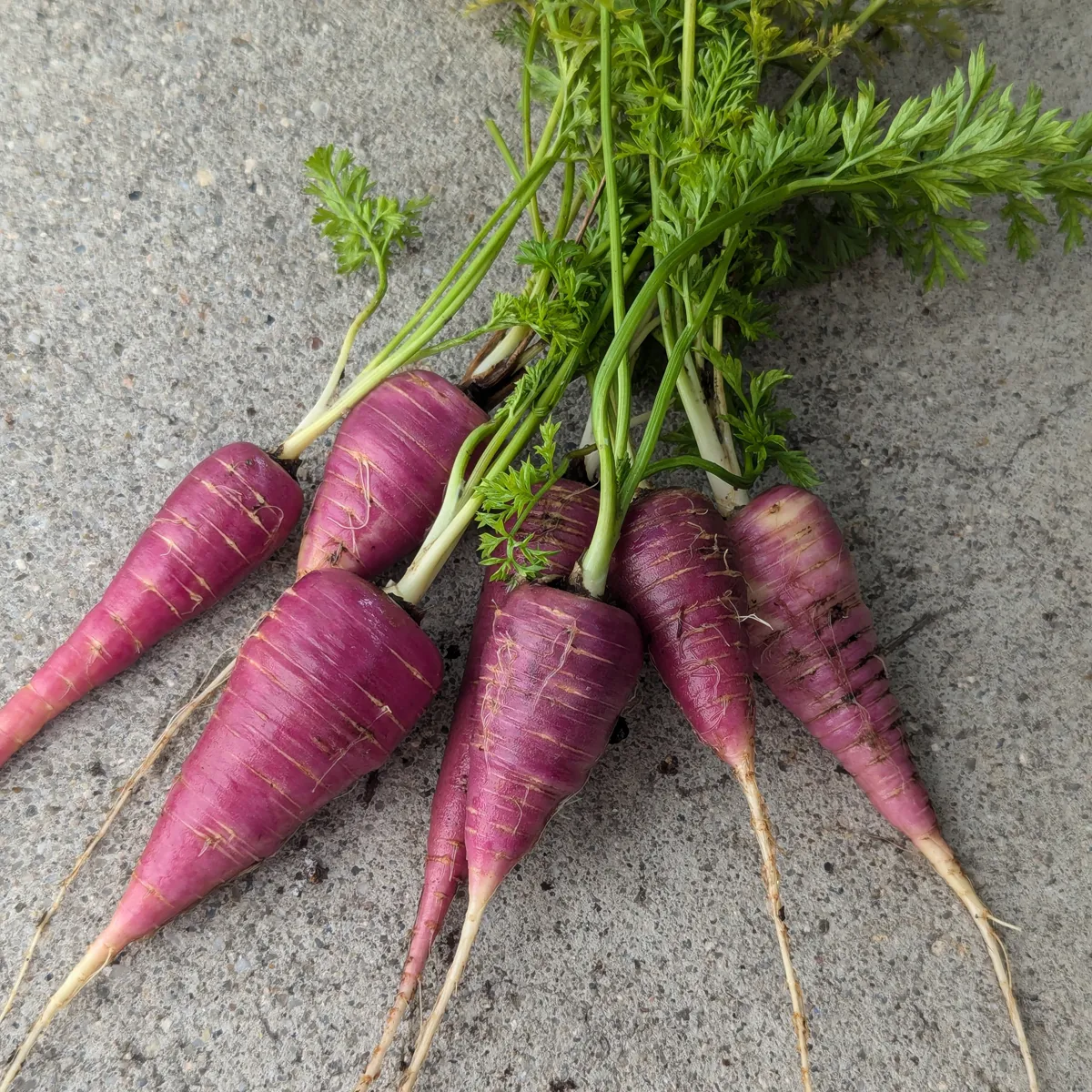 Violette Karotte 'Gniff' (Daucus carota) Bio-Saatgut