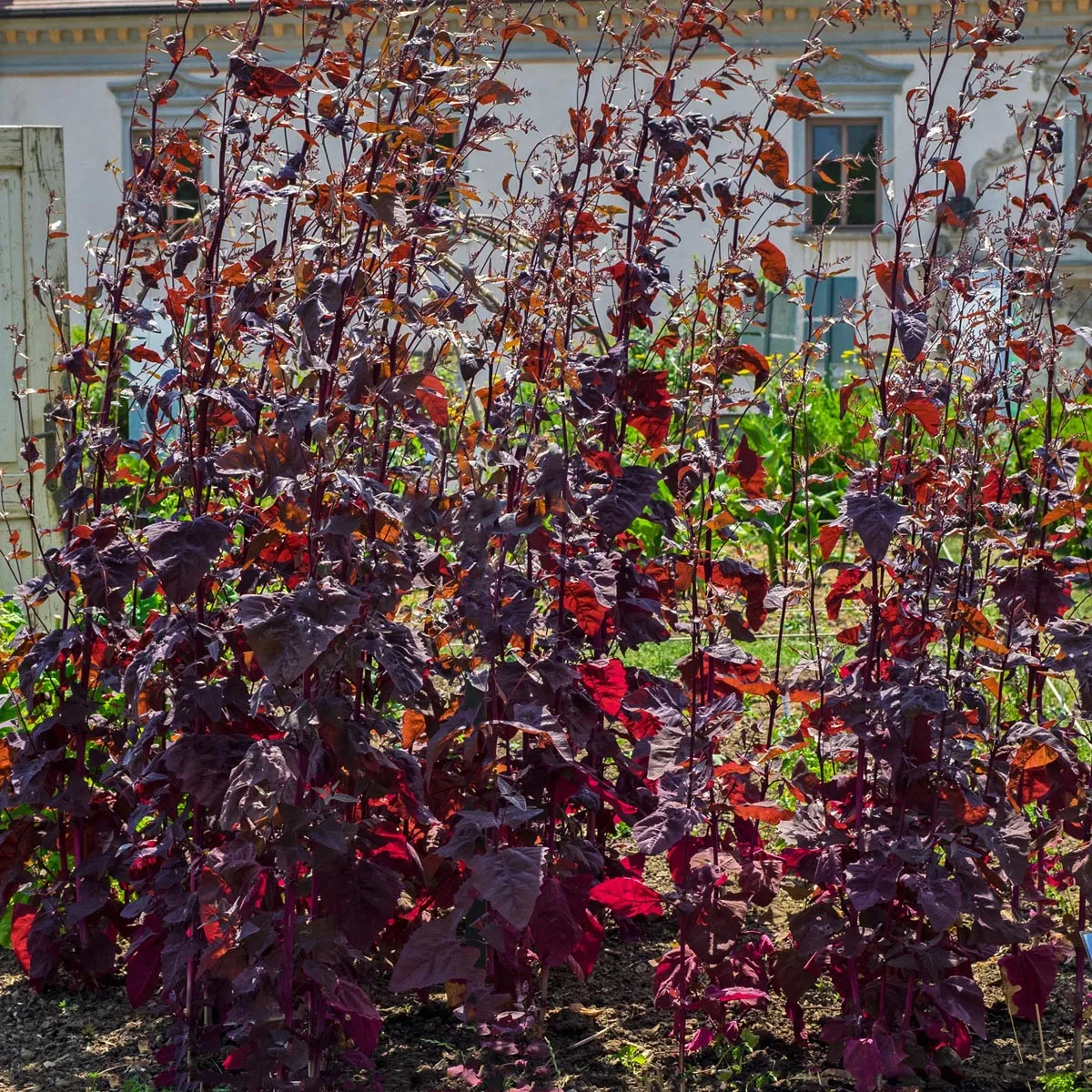 Rote Gartenmelde (Atriplex hortensis) Samen