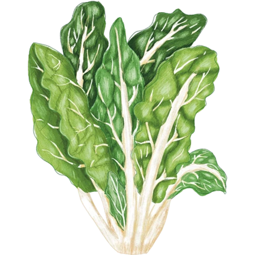 Chard