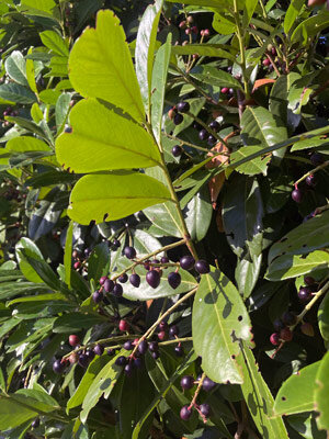 Cherry laurel