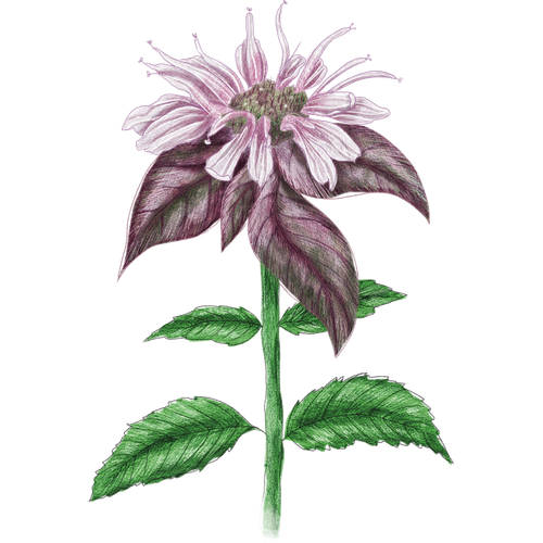Bee Balm Varieties
