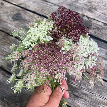 Bunch of Purple Wild Carrot 'Dara' (Daucus carota) with white, pink and dark red umbels