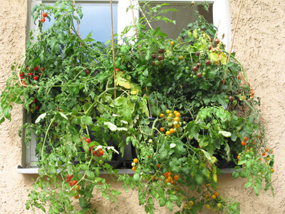 Balcony tomato varieties