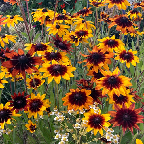 Black-eyed Susan (Rudbeckia hirta) with yellow and reddish brown flowers
