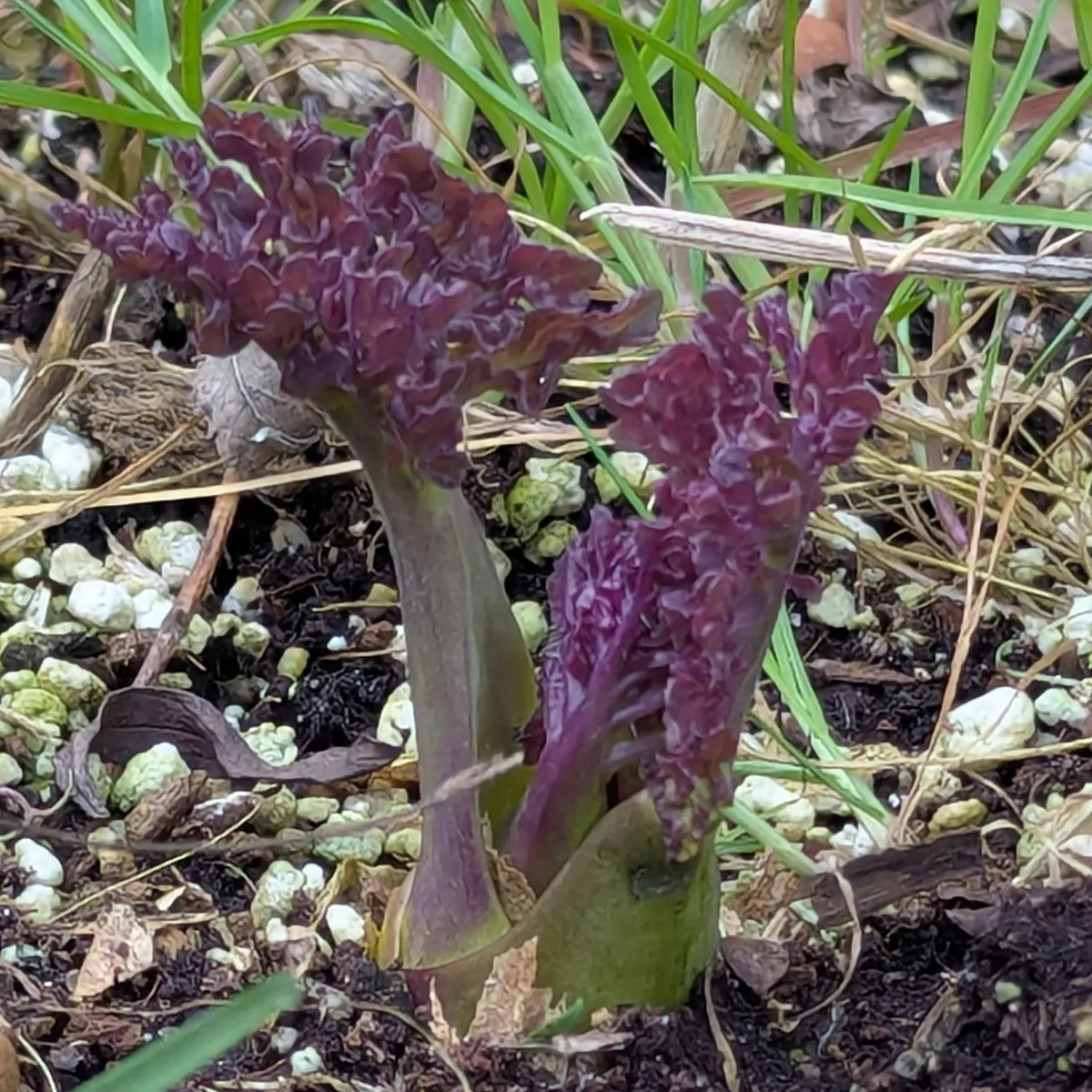 Meerkohl (Crambe maritima) Samen