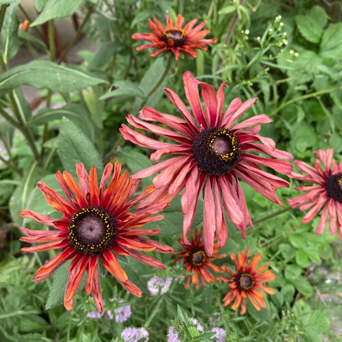 Black-eyed Susan 'Sahara' (Rudbeckia hirta) with dusky pink to copper-red flowers