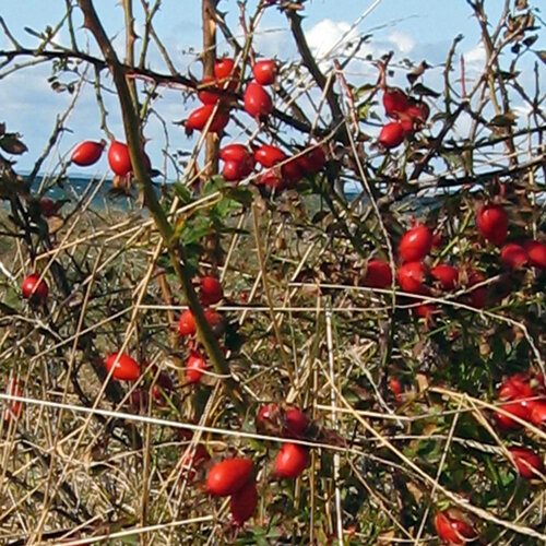 Bright red rosehips of dog rose (Rosa canina) on the shrub