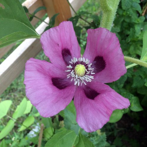 Opium poppy (Papaver somniferum) with a purple flower and dark blotches at the base