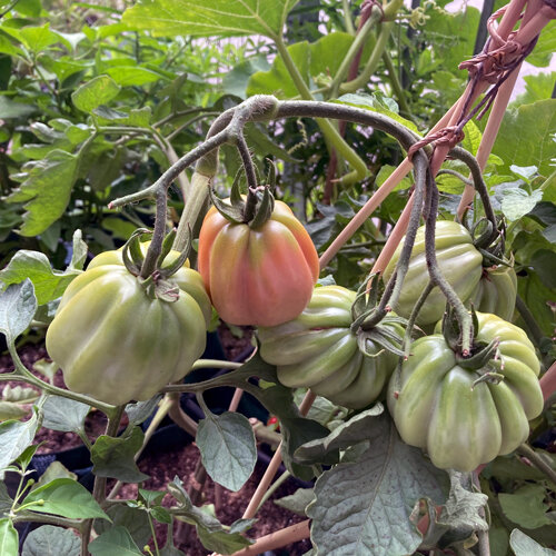 Ribbed tomatoes, green and reddish, ripening on a staked plant