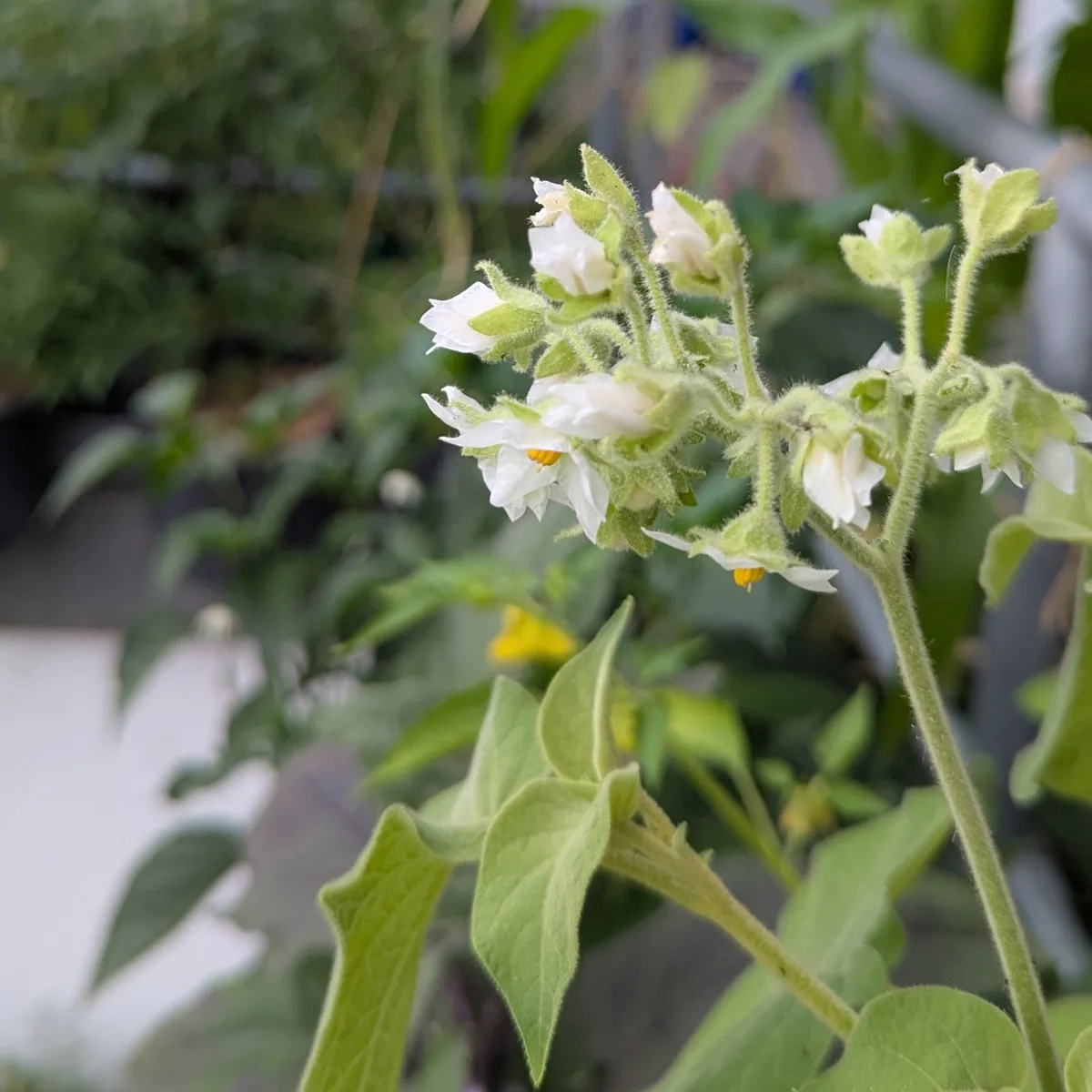 Zwerg-Tamarillo / Zwerg-Baumtomate (Solanum abutiloides) Samen