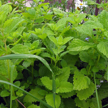 Lemon balm (Melissa officinalis) with light green, toothed leaves