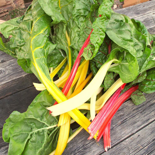 Freshly harvested rainbow chard with yellow, red and white stalks