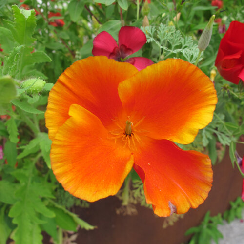 California poppy (Eschscholzia californica) with an orange red flower