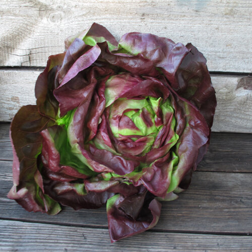 Head of Batavia lettuce with reddish brown and light green leaves on wood