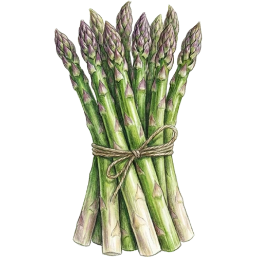 Asparagus