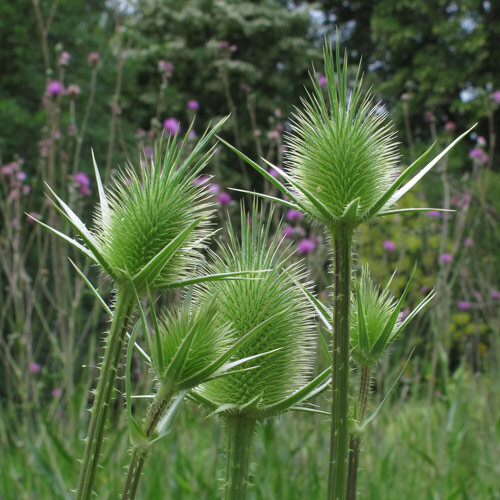 Wild teasel forming its flower heads