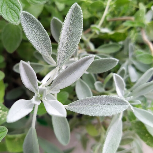 Spanish sage (Salvia lavandulifolia) with silvery, downy leaves